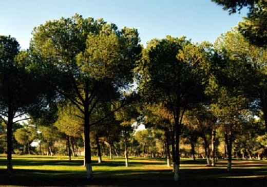 بن عروس : العثور على طالب شاب مشنوق بجذع شجرة بغابة بئر الباي